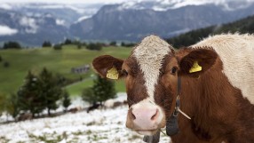 100 животни дефилират на говедовъдно изложение в Сливен