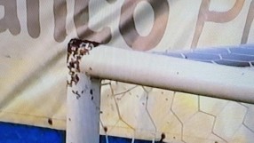 Нахлуване на пчели прекъсна мач в Аржентина (ВИДЕО)