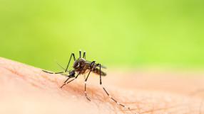 Пускат 100 хил. комара в европейска столица, за да намалят популацията им. Но как?