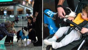 Пет кучета помагат на разтревожени пътници на летище близо до България (ВИДЕО)