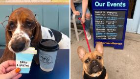 Кафене за кучета отваря отново, спасяват го дарения на клиентите (СНИМКИ и ВИДЕО)