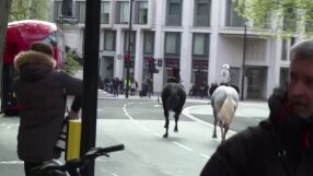 След хаоса в центъра на Лондон: Заловиха и петте коня, избягали от кралската кавалерия