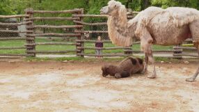 Нов обитател в зоопарка във Варна – бебе камилче