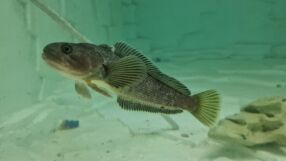 Дънна риба от Антарктида в Пловдив: Редкият вид едва оцелява в пътуването до България 