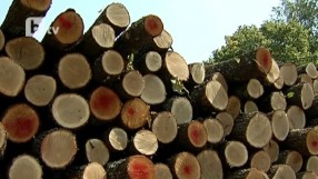 Парламентът наложи мораториум върху износа на дървесина 