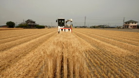 Зърнопроизводителите очакват силна реколта