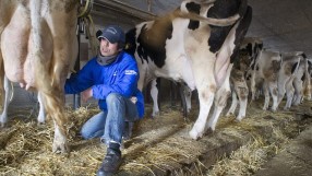 Фонд „Земеделие” отвори борсата за млечни квоти