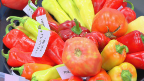 „Чети етикета“: Кои наши сортове плодове и зеленчуци са застрашени от изчезване?