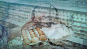 „Лидл” изтегля от пазара яйца заради съмнения за фипронил