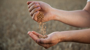 Цената на войната в Украйна: пшеницата - по-скъпа с 60% 
