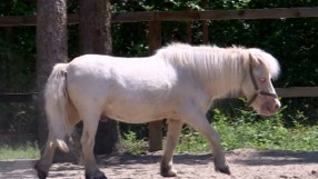 Четири коня напускат базата в Борисовата градина