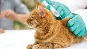 Учени разработиха ваксина срещу алергия към котки