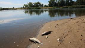 Сигнал за умряла риба - този път в река Марица 