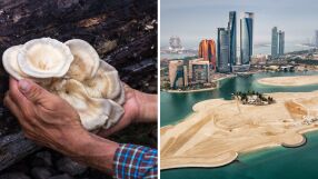 Стартираща компания откри как да отглежда гъби в пустинята на Абу Даби 