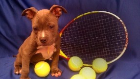 Кучета станаха асистенти на тенис мач (ВИДЕО)