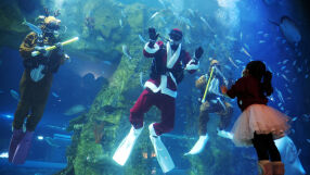 Дядо Коледа в аквариум: Празничният сезон в Сеул