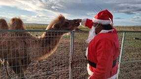 Kоледата в зоопарка: Лакомства, опаковани като подаръци, получиха животните (СНИМКИ)