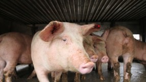 Ново огнище на африканска чума по свинете e регистрирано в  Смолянско