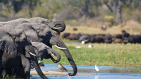 Ботсвана заплаши да изпрати 20 000 слона в Германия в знак на протест