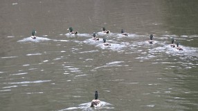 55 патици населиха езерото на благоевградския парк „Бачиново“