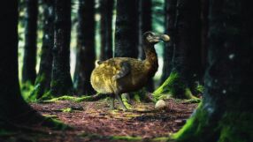 Стартъп за милиарди долари се опитва да върне изчезналата птица додо