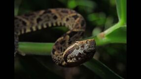 „Смъртоносни змии едва не ме убиха“: Български учен откри нов вид насекомо в джунглата 