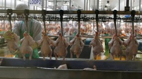 Русия спира вноса на пилешко от България