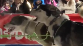500 кучета потеглиха на ултрамаратон в Алпите (ВИДЕО)