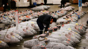 Риба тон бе продадена за над 250 хил. евро на търг в Токио