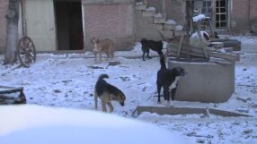 „Внуците ни не идват от страх“: 40 кучета в частен имот тормозят хора в Свищовско