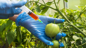 Истина ли е, че… ЕС отслабва контрола над ГМО?
