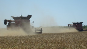 Пшеницата узря по-рано заради горещото време