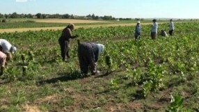С 30% е намаляла тютюневата реколта в България