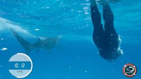 Битката на Майкъл Фелпс срещу бяла акула (ВИДЕО)