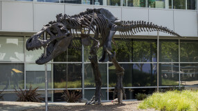 Продадоха скелет на динозавър за 6,1 милиона долара на търг в Ню Йорк