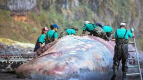 Откриха „плаващо злато“ за 500 000 евро в мъртъв кит