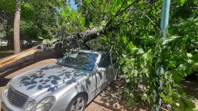 Дърво падна върху паркиран автомобил в Пловдив (СНИМКИ)