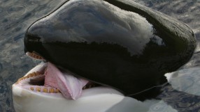 Исландците утешават английските национали с гледане на китове
