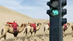 Тази пустиня монтира светофари за камили. Ето защо (ВИДЕО+СНИМКИ)