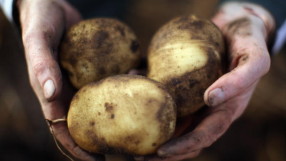 Вносът срива пазара на български картофи 
