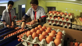 Полските яйца - от незаконни ферми