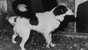 Пикълс – кучето, което спаси Световното първенство през 1966