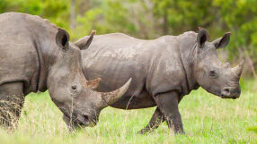 Продават на търг голяма част от белите носорози