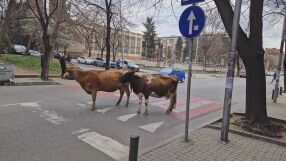 Разходка из ремонтираните улици в Стара Загора… за две крави (СНИМКИ и ВИДЕО)