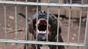 „На никого не пожелавам да види тази картина“: Питбули нахапаха смъртоносно домашно куче в с. Лозен