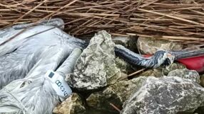 Къдроглави пеликани станаха жертва на бракониерски мрежи (ВИДЕО и СНИМКИ)