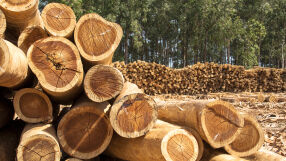 Експерти обясняват колко дървесина е допустимо да се отсече в горите у нас (ВИДЕА)