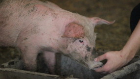 ЕК подготвя помощ за производителите на свинско