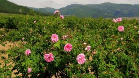 Българското розово масло вече е защитено в ЕС