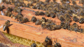 Аномалиите на времето ще са пагубни за реколтата от мед